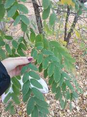 Robinia pseudoacacia