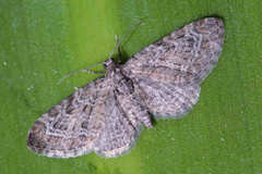 Eupithecia reisserata