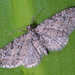 Eupithecia reisserata - Photo (c) Heiner Ziegler, μερικά δικαιώματα διατηρούνται (CC BY-NC), uploaded by Heiner Ziegler