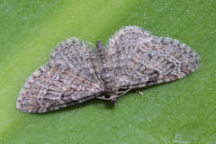 Eupithecia reisserata