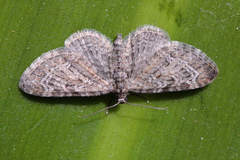 Eupithecia reisserata
