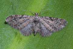 Eupithecia reisserata