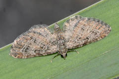 Eupithecia reisserata