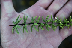 Pellaea ternifolia ternifolia