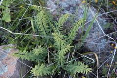 Pellaea ternifolia ternifolia