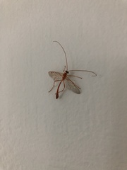 Enicospilus guatemalensis