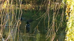 Anas platyrhynchos