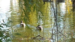 Anas platyrhynchos