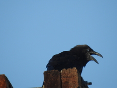 Corvus cryptoleucus