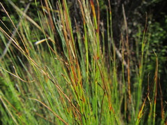 Schoenus gracillimus