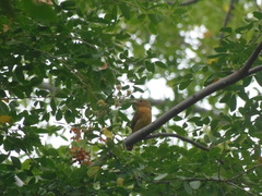 Piranga rubra