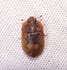 Lobiopa insularis