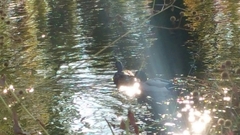 Anas platyrhynchos