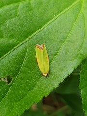 Earias cupreoviridis