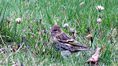 Spinus pinus image
