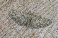 Eupithecia massiliata