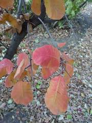 Cotinus