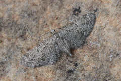 Eupithecia massiliata