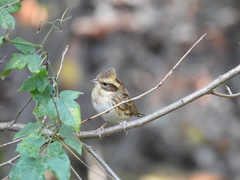 Emberiza elegans