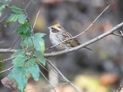 Emberiza elegans