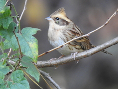 Emberiza elegans