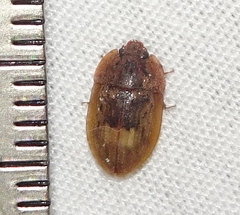 Lobiopa insularis