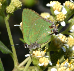Cyanophrys miserabilis