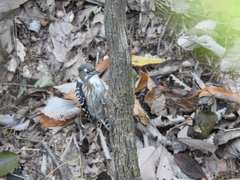Yungipicus kizuki