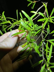 Leptospermum luehmannii