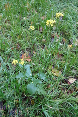 Rhamphospermum arvense