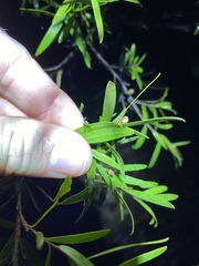 Leptospermum luehmannii