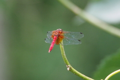 Sympetrum speciosum speciosum