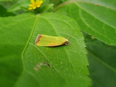 Earias cupreoviridis