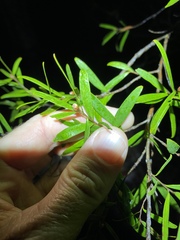 Leptospermum luehmannii