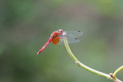 Sympetrum speciosum speciosum