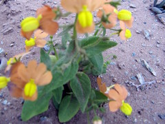 Nemesia williamsonii image