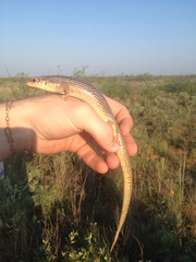 Plestiodon obsoletus