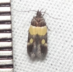 Triclonella determinatella