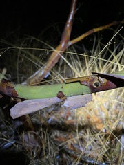 Leptospermum luehmannii