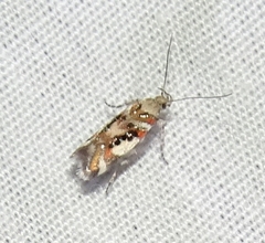 Aristotelia elegantella