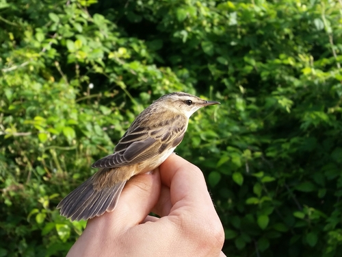 Acrocephalus schoenobaenus