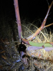 Leptospermum luehmannii