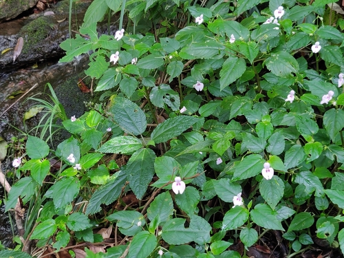 Image of Impatiens elegans by (c) T R Shankar Raman, some rights reserved (CC BY)