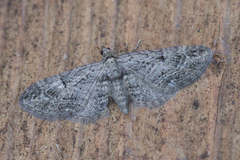 Eupithecia ericeata