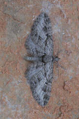 Eupithecia ericeata