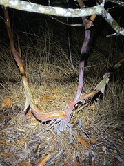 Leptospermum luehmannii