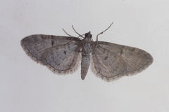 Eupithecia ericeata