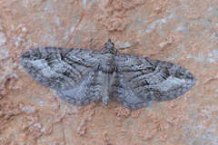 Eupithecia ericeata