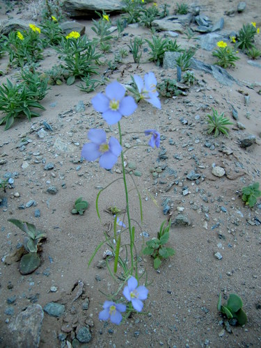 Heliophila trifurca image