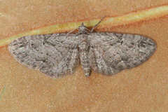 Eupithecia ericeata